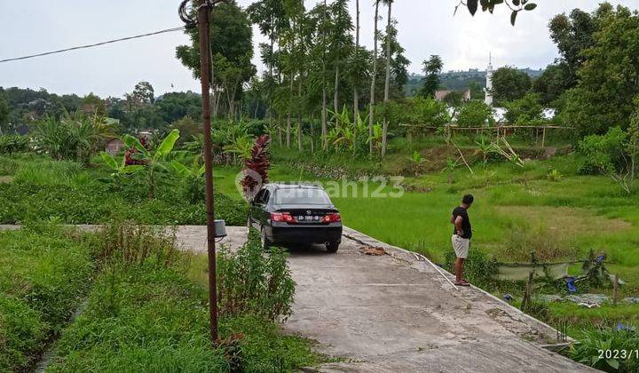 Sawah Zona Kuning Karangpandan  2