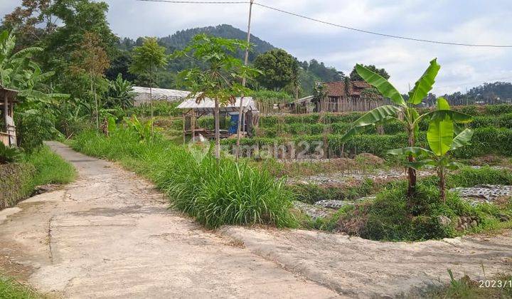 Sawah Dekat Wisata Karangpandan  2