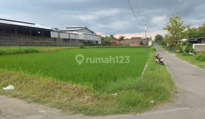 Pekarangan Zona Merah Jaten  2