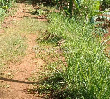 Kebun Durian Jumapolo 290 Juta  2