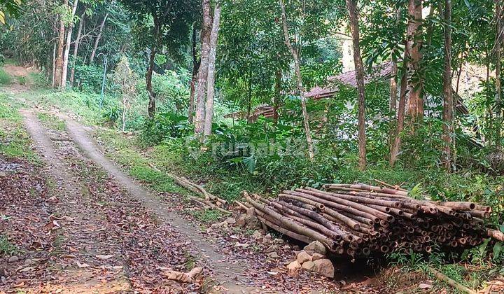 Pekarangan Bonus Rumah Ngargoyoso  1