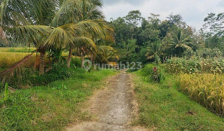 Sawah Tepi Sungai Karangpandan  1