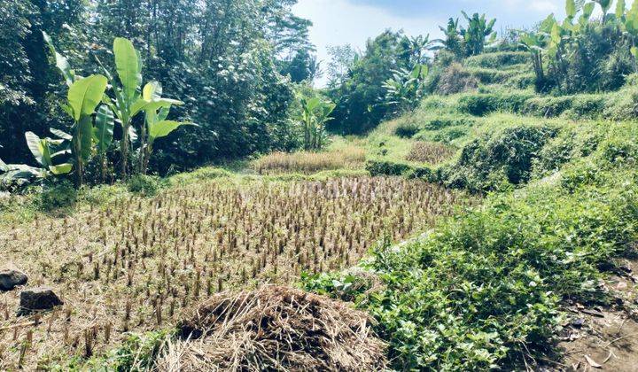 Sawah Tepi Sungai Karangpandan  2