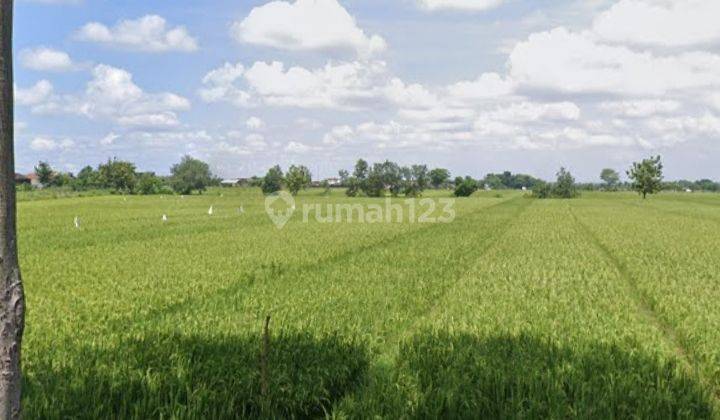 Sawah Basah Mangku Jalan Kebakkramat  1