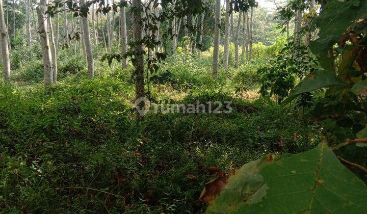 Pekarangan Akses Jalan Truk Jumantono  1