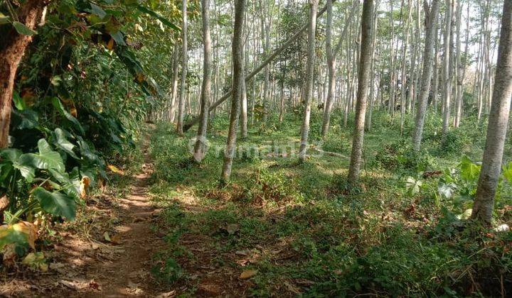 Pekarangan Akses Jalan Truk Jumantono  2