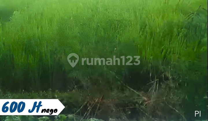 Sawah Pinggir Jalan Raya Tasikmadu