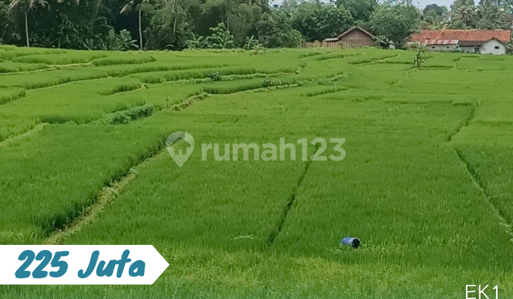 Tanah Sawah Karangpandan 225 Juta