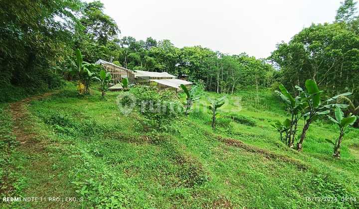 Cheap Rice Fields Karangpandan Cheap Rice Fields Karangpandan