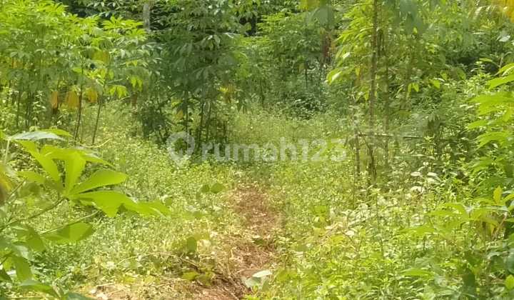 Kebun Murah Sringin Jumantono  2