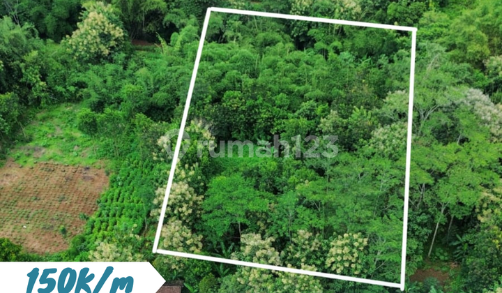 Tanah Kebun Murah Jumantono Tanah Kebun Murah Jumantono