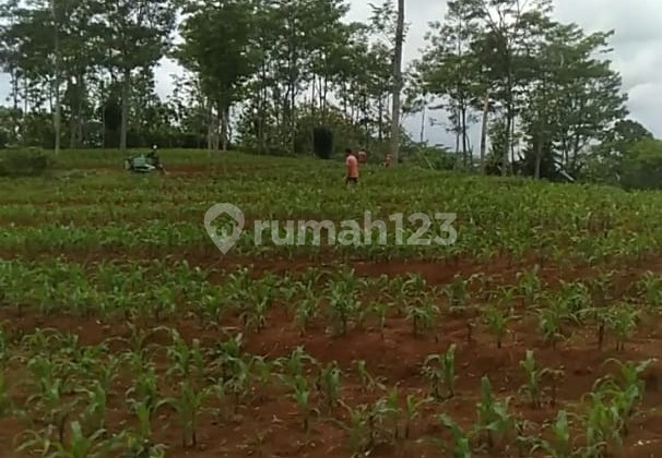 Dry Land Jatipuro Karanganyar Dry Land Jatipuro Karanganyar
