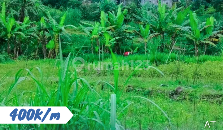 Sawah Hook Ngargoyoso Karanganyar Sawah Hook Ngargoyoso Karanganyar