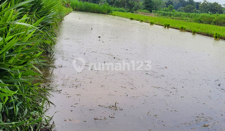 Dijual Sawah Jombang Berbah Jogjakarta