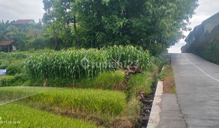 Sawah Dekat Jalan Raya Karangpandan 250 Jt 2