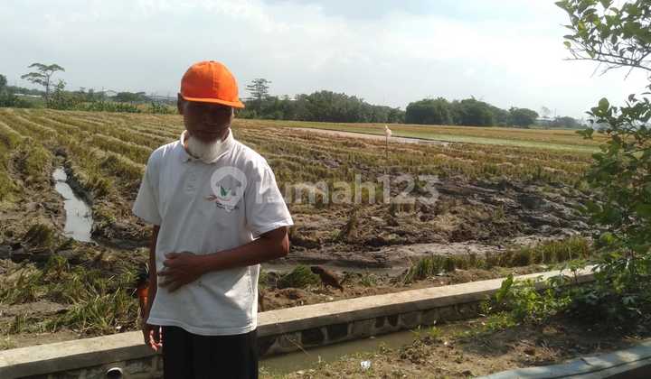 Flat Contour Rice Field Dagen Jaten Flat Contour Rice Field Dagen Jaten