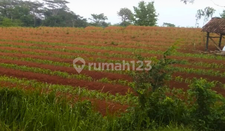 Large Land in Jatipuro, Karanganyar Large Land in Jatipuro, Karanganyar