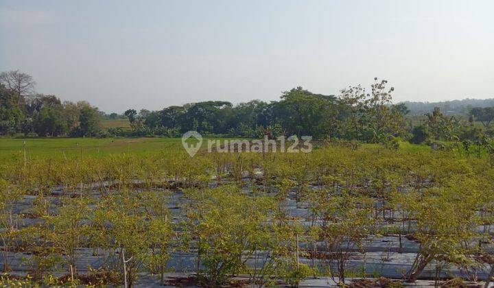 Sawah Panen 3 Kali Kebakkramat 400 Juta  1