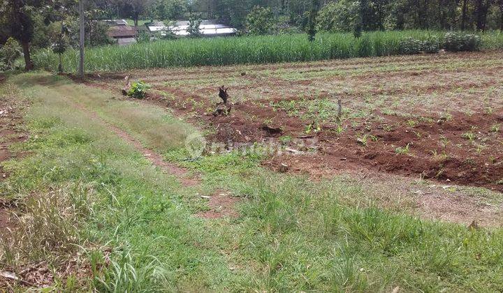 Pekarangan Pinggir Jalan Dusun Jumantono  1