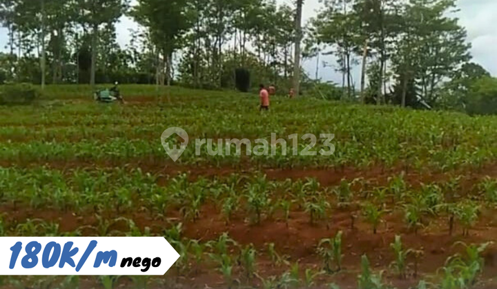 Dry Land Jatipuro Karanganyar Dry Land Jatipuro Karanganyar