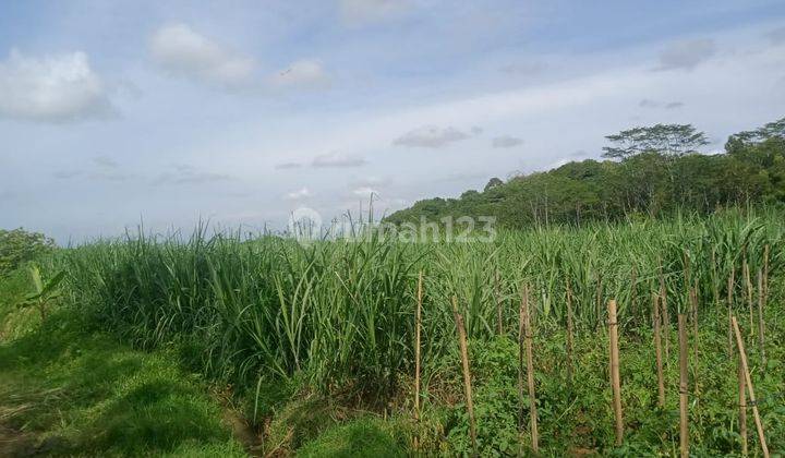 Tanah Sawah Karangpandan Barat 400 Juta  1