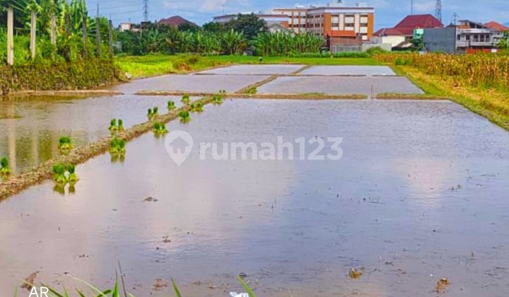 Dijual Sawah Belang Wetan Klaten