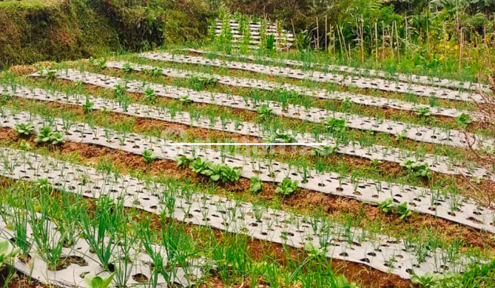 Tanah Bagus Lokasi Wisata Kemuning Tanah Bagus Lokasi Wisata Kemuning