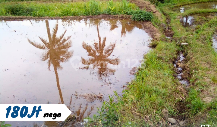 Turun Harga!!! Sawah Cisaat Sukabumi