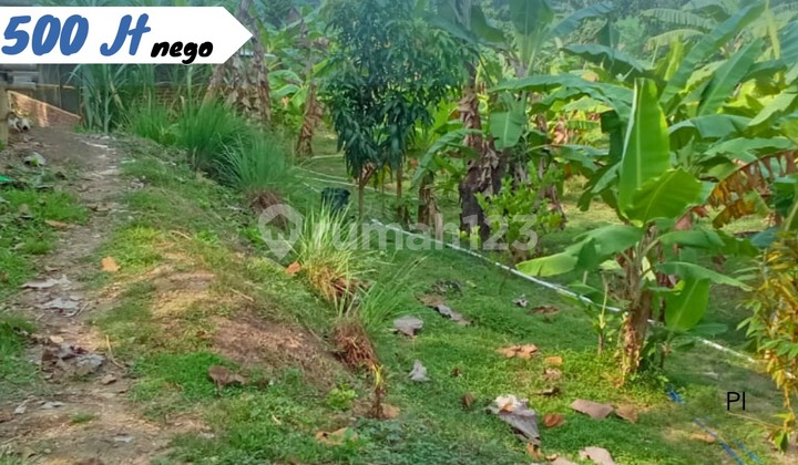 Perkebunan Buah Aktif Kebakkramat Murah Perkebunan Buah Aktif Kebakkramat Murah