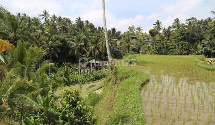  Land Sebatu Ubud Near Gunung Kawi Lswi Tourist Object 1