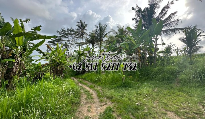 Dijual Tanah 80,87 Are SHM Zona Pemukiman di Pejeng Kangin Dekat Ubud