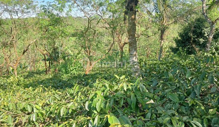 R07011 Dijual Tanah Kebun Kopi Produktif Di Busung Biu Buleleng Bali 2