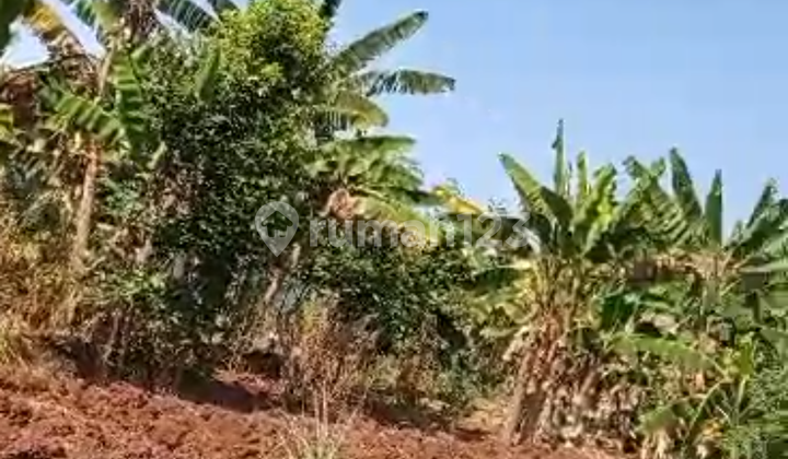 Tanah Hook Strategis Murah Di Cimanggis Depok Cocok Buat Di Bangun Mini Cluster Tanah Hook Strategis Murah Di Cimanggis Depok Cocok Buat Di Bangun Mini Cluster