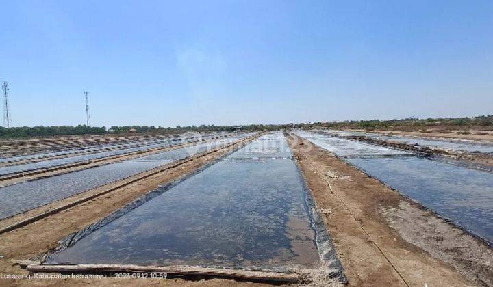 Tambak Garam Produktif di Losarang Indramayu Akses Truk  2