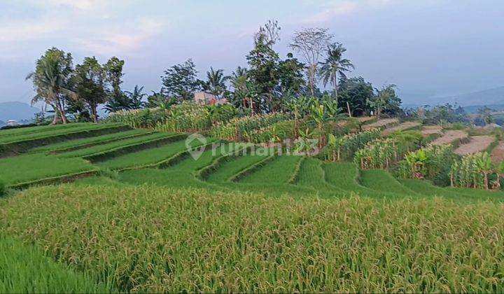 Sawah Terasering Produktif Akses Mobil Dengan View Cantik Cocok Untuk Villa  2