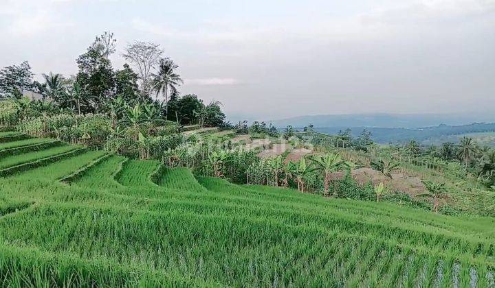 Sawah Terasering Produktif Akses Mobil Dengan View Cantik Cocok Untuk Villa  1