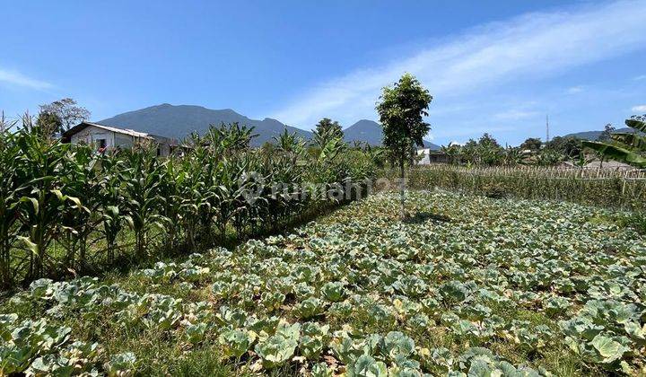 Tanah Villa Murah di Puncak Pacet Sekitar Istana Cipanas View Gunung 2