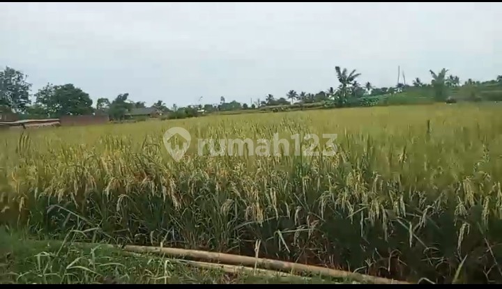Sawah Produktif Cikaret Kebonpedes Dekat Lingkar Selatan