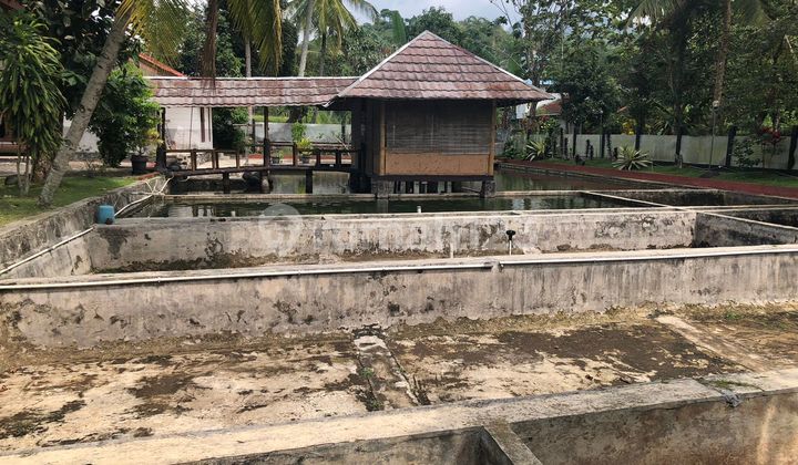 Rumah Kayu Siap Huni Luas 2680m2 Nyaman Asri di Cugenang Cianjur 11