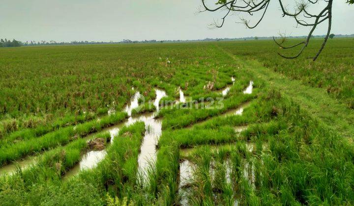 Murah Sawah Produktif Kelas 1 di Karangharja Pebayuran Bekasi 1