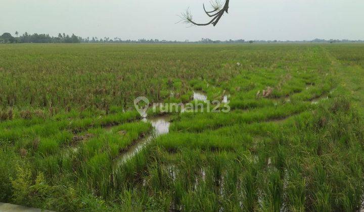 Murah Sawah Produktif Kelas 1 di Karangharja Pebayuran Bekasi 3