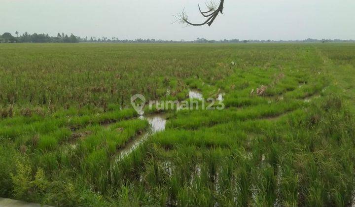Murah Sawah Produktif Kelas 1 di Karangharja Pebayuran Bekasi 5