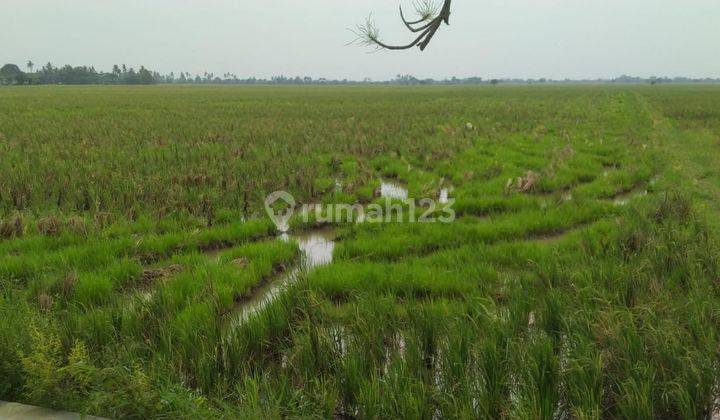 Murah Sawah Produktif Kelas 1 di Karangharja Pebayuran Bekasi 6