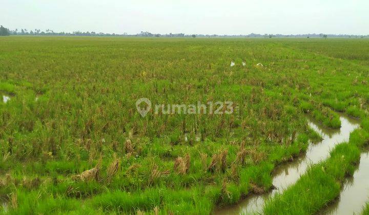 Murah Sawah Produktif Kelas 1 di Karangharja Pebayuran Bekasi 7
