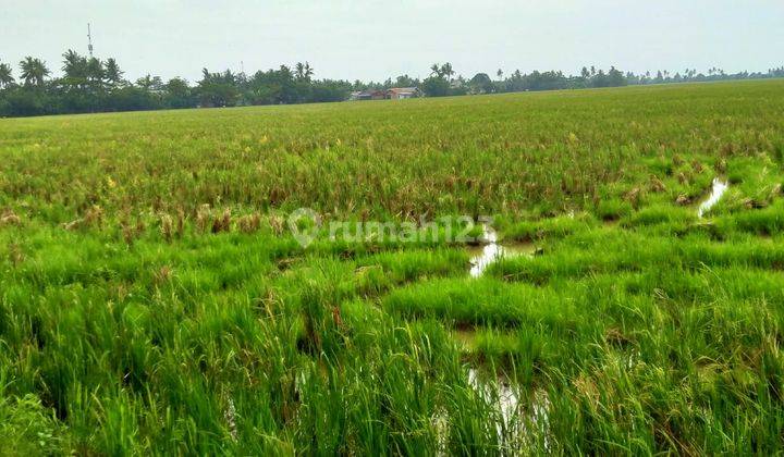 Murah Sawah Produktif Kelas 1 di Karangharja Pebayuran Bekasi 9