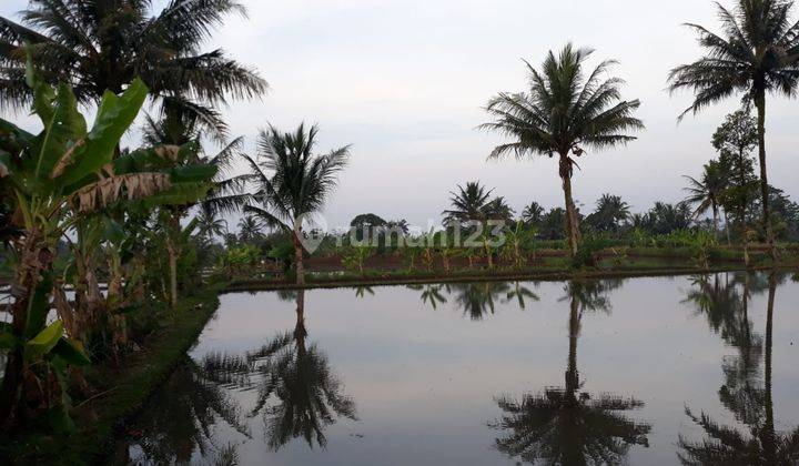 Tanah Luas Bagus Harga Murmer Siap Pakai  2