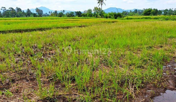 Tanah Sawah Sangat Luas Murah Menguntungkan 1