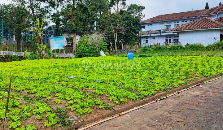 Tanah Luas di Villa Bougenville Cipanas Cocok Untuk Villa 1