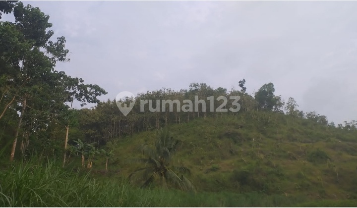 Tanah Bonus Kayu Jati + Kayu Akasia di Pracimantoro, Wonogiri