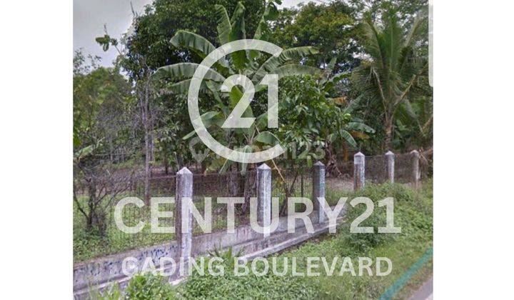 Kavling Pinggir Jalan Raya di Rangkasbitung Banten 3